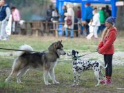 Biggest international dog show brings in 500 participants